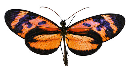Orange and black butterfly with purple spots on wings © Sylas