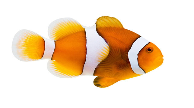 Orange clownfish with white stripes and fins