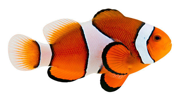 Orange clownfish with white stripes and black outlines