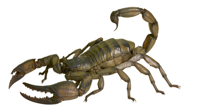 Large scorpion with segmented tail and claws
