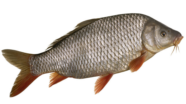 Common carp fish with scales and fins