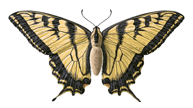 Yellow and black striped butterfly with detailed wings