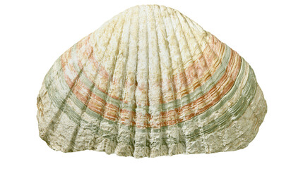 Large ribbed seashell with orange and green bands © Sylas