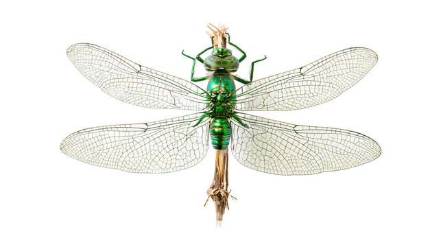 Metallic green dragonfly with wings perched on dry twig