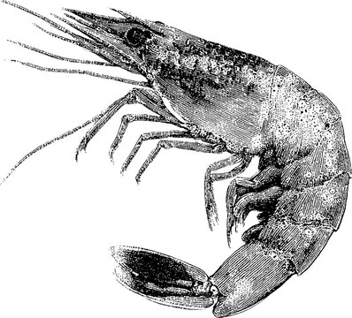 Transparent Shrimp Sea Animal Vector Retro Square Pixel Engraving Style Illustration Isolated Element