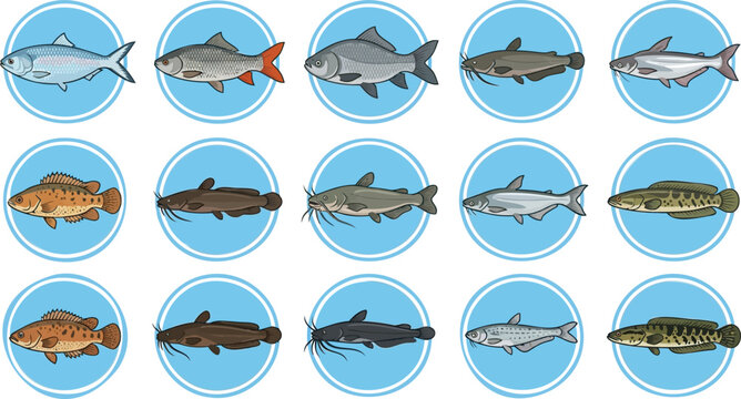 River fish varieties in circular blue frames showing diversity of freshwater species like rohu catla catfish and murrel for nature study.