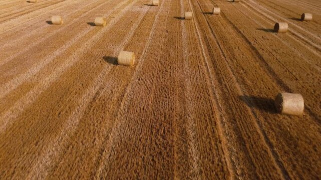Aerial view of straw bales on farmland after good harvest of successful farmer