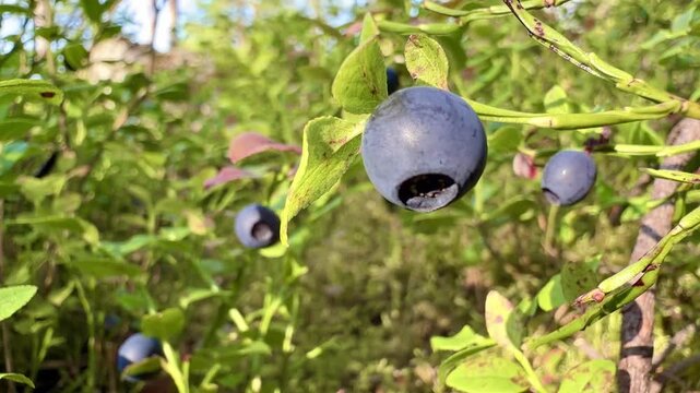 Macro of Ripe Wild Blueberry (Bilberry) on Bush Seamless Loop