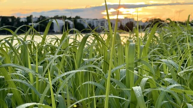 Coastal Grass Moving in Breeze at Sunset in Jatkasaari