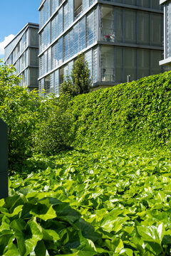 Sunlight falls across dense vegetation beneath a glass facade in La Confluence, Lyon, France, giving the building a layered perspective on architecture and greenery