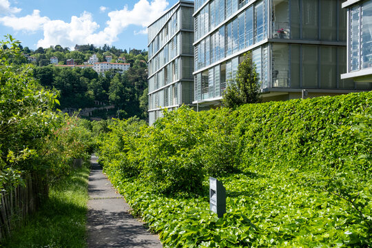 A narrow path moves through dense vegetation toward a contemporary building in La Confluence, Lyon, France, where sunlight shapes the landscape and architecture