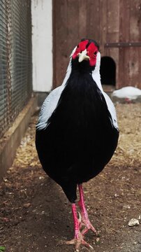 Male silver pheasant walking in an aviary