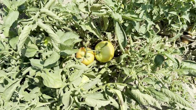 Close-up shot of tomatoes growing in a garden bed. A field planted with tomatoes and other vegetables.