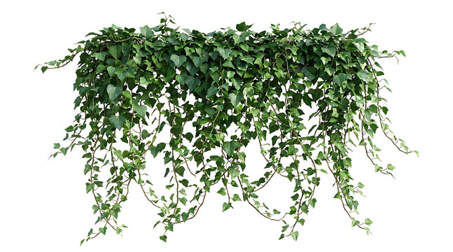 Green ivy plant with cascading vines on white background