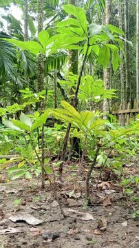 POV View of Vibrant Green Ool Gach or Elephant Foot Yam Plant with Birds Chirping Sound in Background - Vertical View