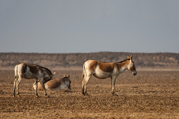 Naklejka premium Indian Wild Asses Grazing in Little Rann of Kutch Wildlife Sanctuary