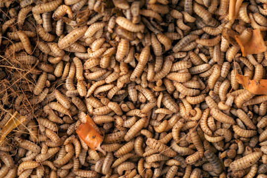 Black Soldier Fly Larvae Feeding on Organic Waste for Sustainable Bioconversion