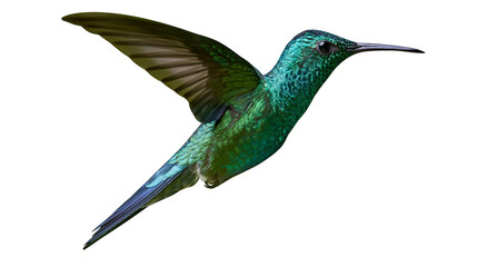 Emerald green hummingbird with wings spread in flight © Lubos