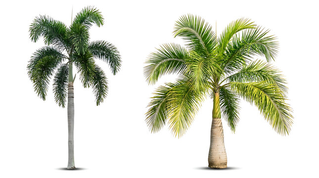 Two green palm trees with textured trunks on white background 1