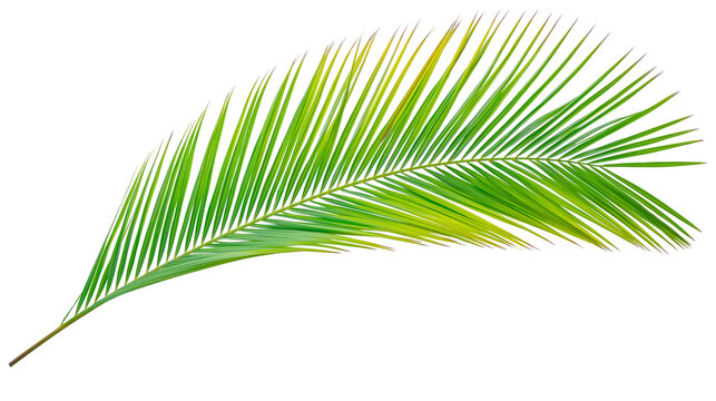 Green palm frond with yellow tips