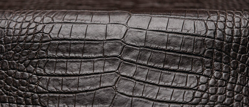 Luxury brown crocodile skin leather texture macro background