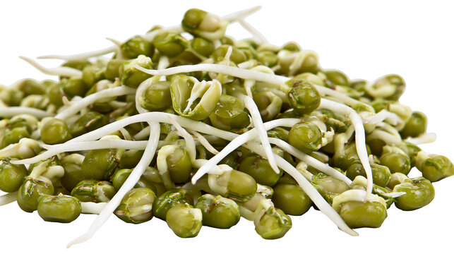 Mung bean sprouts pile, fresh green sprouts with white roots