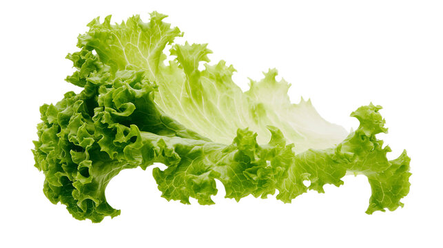 Green curly lettuce leaf with ruffled edges