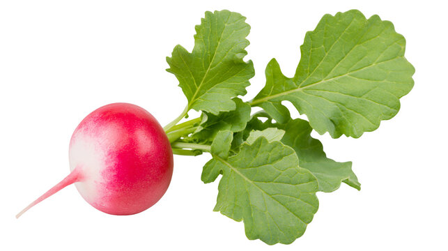 Red radish with green leaves