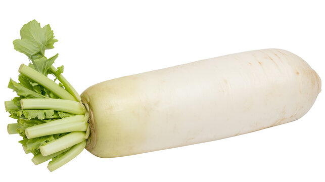 White daikon radish with green leafy tops