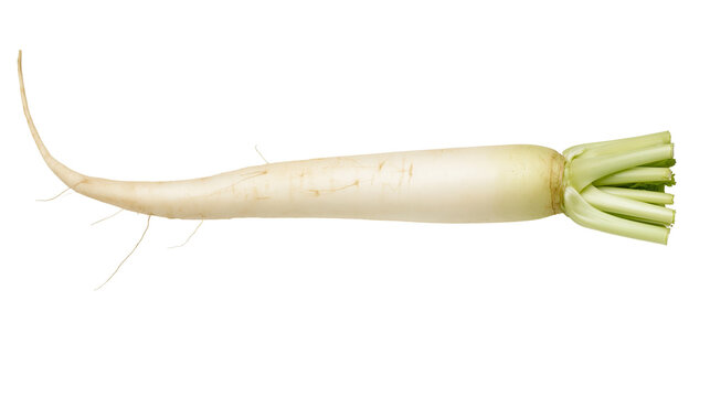 Long white daikon radish with green leafy tops and fine root hairs