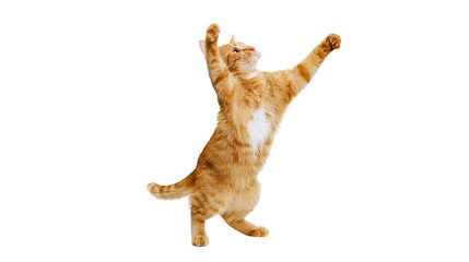 Orange tabby cat standing on hind legs with paws raised © Gael