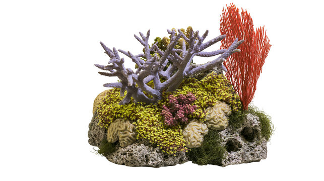 Aquarium coral reef rock with purple staghorn coral green moss pink coral, and brain coral