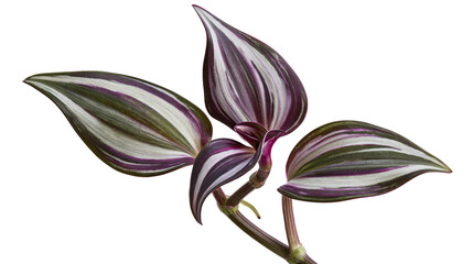 Tradescantia Zebrina plant leaves with purple green, and silver stripes © Gael