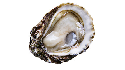 Fresh open oyster with glistening meat and shell © Rowan
