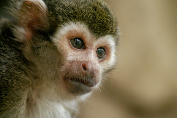 Close-up photo portrait of squirrel monkey with green background © Artem