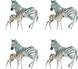 zebras and zebra on white background © Mary