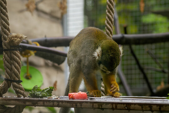Squirrel monkey walking on branch in zoo enclosure closeup photo
