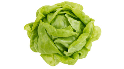 Obraz premium Fresh green butter lettuce head with crisp leaves
