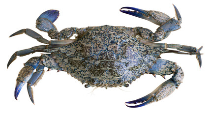 Blue crab with speckled shell and sharp claws © Rowan