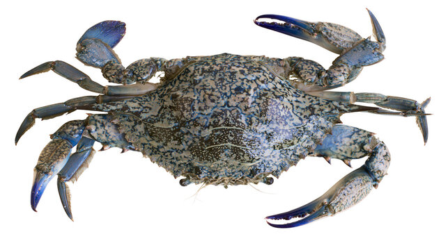 Blue crab with speckled shell and sharp claws