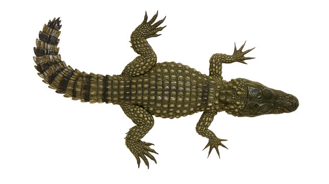 Green crocodile with textured scales and sharp claws on white