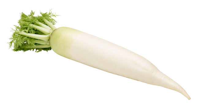 White daikon radish with green leafy tops