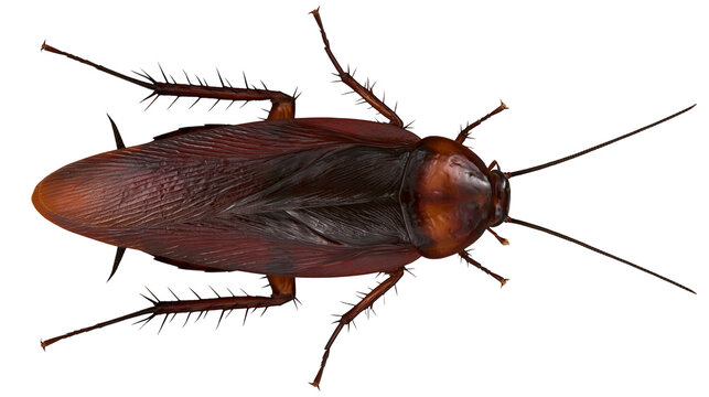 Brown cockroach with long antennae and spiky legs