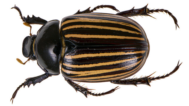 Colorado potato beetle with black and yellow stripes