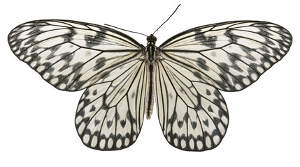 Paper Kite Butterfly with Black and White Patterned Wings © Rowan