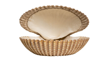 Open seashell with ribbed exterior and smooth interior © Rowan