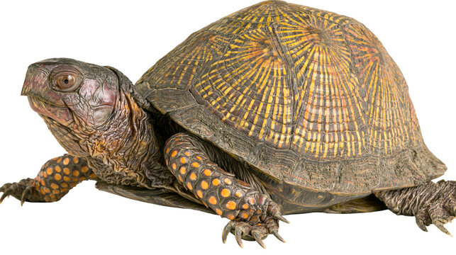 Eastern Box Turtle with patterned shell and orange spotted legs