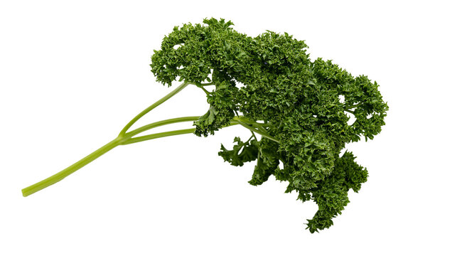 Curly parsley herb sprig with green leaves and stem