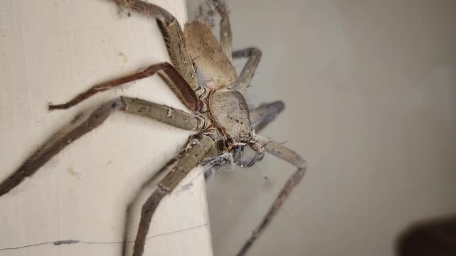 Close Up Huntsman Spider Resting on a Wall with Detailed Legs and Eyes