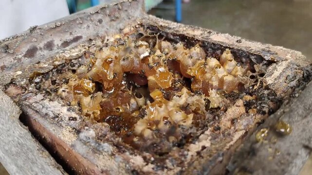 Harvesting Stingless Bee Honey from Trigona Hive Box Close Up Beekeeping Process